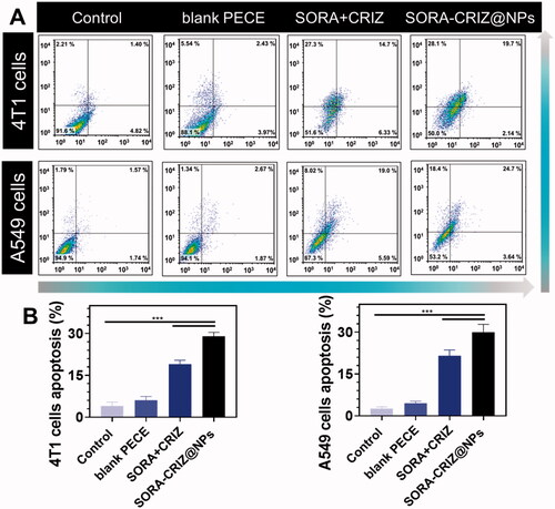 Figure 8. (A) Apoptosis investigation of control, blank PECE, SORA + CRIZ, and SORA–CRIZ@NPs with A549 and 4T1 cells. (B) Apoptosis ratio of 4T1 and A549 cells (data represent mean ± SD, n = 6, Student’s t-test, ***p<.005).