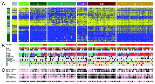 Figure 4. Epitypes in their genomic and histopathologcial context. (A) Heat map of 25% most varying CpGs. Left bar, green, Island CpGs; gray, non-Island CpGs. Heat map color code, blue, low methylation levels to yellow, high methylation levels. Epitypes as noted in the upper bar. Tumors within an Epitype are ordered by molecular subtype (MS types). N, normal urothelium. (B) Patient information and molecular annotations. MS types, green, MS1; red, MS2. Age is colored from young age, green to old age, red. Gender, pink, female; blue, male. Histological stage, green, Ta; blue, T1; red, T2 or higher. Histological grade, green, Grade1; blue, Grade2; red, Grade3. FGFR3, TP53, and PIK3CA mutations, gray, not mutated; black, mutated. No. FGA (Number of focal genomic amplifications) is the number of continuous stretches with more than 5 gained CpGs, light green, 0–4 gains; dark green, 5–8 gains; orange, 9–12 gains; red, more than 12 gains. 9q losses of more than 1x SAT are indicated in dark green and of more than 2.5xSAT in light green. The 6p amplicon ranges from E2F3 to SOX4; with gains more than 1xSAT in orange and more than 2.5xSAT in red. (C) EZH2 mRNA and protein expression (IHC), MBD2 mRNA expression, as well as mean methylation levels of PRC2 target genes, HOX genes and genes with GO term ‘Developmental processes’. Data has been partitioned in ten quantiles and color is in ten colors from pink, low expression/methylation to black, high expression/methylation.