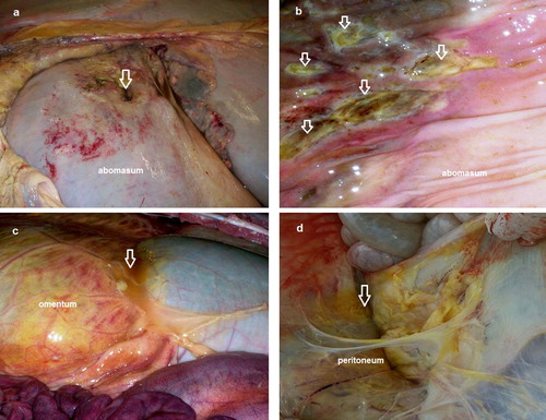 Figure 2. Necropsy findings show: (a) single perforated abomasal ulcer appears from the outer wall (arrow), (b) multiple non-perforated ulcers appear from inner wall (arrows), (c) ruptured omental bursa with peritonitis (arrow) and (d) diffuse peritonitis with adhesion of visceral organs (arrow).