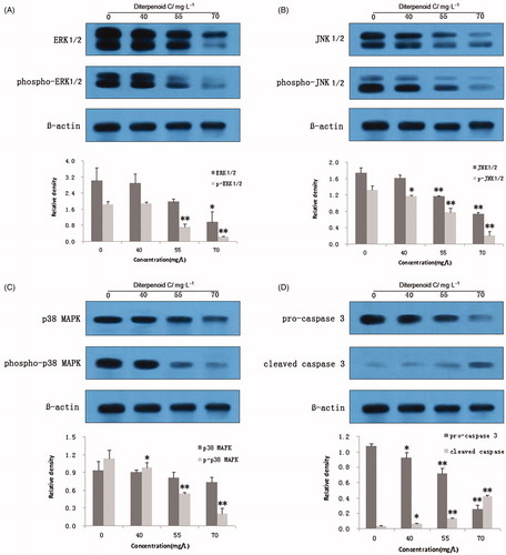 Figure 5. Effects of diterpenoid C on MAPK signaling pathway and caspase-3 in SW620 cells treated for 48 h. Representative western-blot images showing protein levels for ERK and phosphor-ERK (A), JNK and phosphor-JNK (B), p38 and phosphor-p38 (C), pro-caspase 3 and cleaved caspase 3 (D), as indicated. Graphs under each Western-blot image shows protein levels for each protein normalized with that of β-actin. Data are presented as mean ± SD from three repeated measurements; *p < 0.05 versus the control group, **p < 0.01 versus the control group.