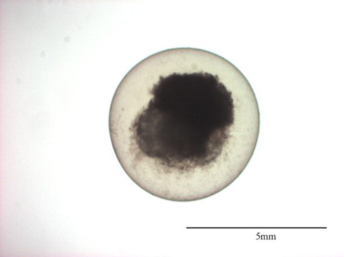 Figure 4. CAWD149-treated (2 mg L–1) Danio rerio embryo 24 h post-fertilisation showing coagulation.