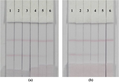 Figure 7. Image of bisphenol S detection by immunochromatographic strip in PBS (a) and milk sample (b). (a), 1–6 corresponds to concentration of bisphenol S spiked in PBS buffer solution were 0, 0.1, 0.25, 0.5, 1 and 2.5 ng/mL. (b), 1–6 corresponds to concentration of bisphenol S standard spiked in milk samples were 0, 0.25, 0.5, 1, 2.5 and 5 ng/mL.