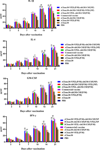 Figure 5. Detection of inflammatory cytokines in the serum. The levels of IL-1β, IL-4, ifn-γ, and GM-CSF in the serum at 3, 5, 7, 10, 14, and 21 days after the first immunization were determined by ELISA. The chickens of the rClone30-VP2L (P/M) group, rClone30-chGM-csf (P/M) group, and commercial vaccine group were used as control. Values are expressed as mean ±SD; *p < 0.05, **p < 0.01 versus rClone30-VP2L (P/M) virus-treated SPF chickens; #p < 0.05, ##p < 0.01 versus rClone30-chGM-csf (P/M) virus treated SPF chickens; ^p < 0.05 versus commercial vaccine-treated SPF chickens.