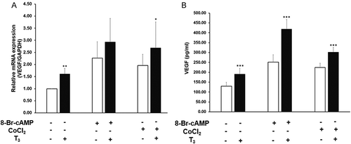 Figure 2. Effect of T3 on basal, 8-Br-cAMP, and CoCl2 induced VEGF expression and secretion. (A) VEGF mRNA expression; (B) VEGF secretion. MLTC-1 cells were treated with 2.5 ng/ml of T3, 1M of 8-Br-cAMP, 100µM of CoCl2, or a combination of these as indicated for 6 hours. Bars represent mean ± SD of three experiments; each experiment was done in triplicate (n = 9). * p < 0.05; ** p < 0.01; *** p < 0.001 between without and with T3 treated groups.