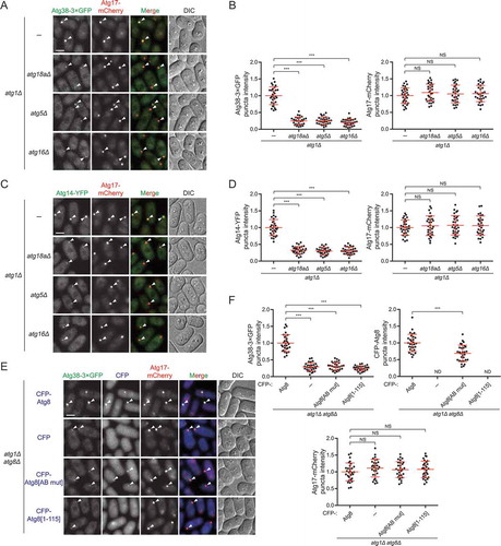 Figure 6. Atg proteins downstream of the PtdIns3K complex I are required for efficient PAS accumulation of the PtdIns3K complex I. (A) PAS accumulation of Atg38 was reduced in the absence of Atg18a, Atg5, or Atg16. Mid-log phase cells expressing 3×GFP-tagged Atg38 and mCherry-tagged Atg17 were incubated in nitrogen-free medium for 2 h, and then imaged by fluorescence microscopy. Arrowheads point to representative puncta where Atg38 and Atg17 colocalized. (B) Quantification of the puncta intensity of Atg38-3×GFP and Atg17-mCherry in (A). Mean ± s.d. are shown in red (n = 30). *** indicates P < 0.001; NS, not significant. P values were calculated using Welch’s t-test. (C) PAS accumulation of Atg14 was reduced in the absence of Atg18a, Atg5, or Atg16. Mid-log phase cells expressing YFP-tagged Atg14 and mCherry-tagged Atg17 were incubated in nitrogen-free medium for 2 h, and then imaged by fluorescence microscopy. Arrowheads point to representative puncta where Atg14 and Atg17 colocalized. (D) Quantification of the puncta intensity of Atg14-YFP and Atg17-mCherry in (C). Mean ± s.d. are shown in red (n = 30). *** indicates P < 0.001; NS, not significant. P values were calculated using Welch’s t-test. (E) PAS accumulation of Atg38 was reduced in atg8Δ cells, or atg8Δ cells expressing an Atg38-interaction-deficient Atg8 or a PE-conjugation-defective Atg8. Mid-log phase cells expressing 3×GFP-tagged Atg38, mCherry-tagged Atg17, and free CFP or CFP-tagged Atg8, Atg8[AB mut], or Atg8[1–115] were incubated in nitrogen-free medium for 2 h, and then imaged by fluorescence microscopy. Arrowheads point to representative puncta where Atg38 and Atg17 (and Atg8) colocalized. (F) Quantification of the puncta intensity of Atg38-3×GFP, CFP-Atg8 and Atg17-mCherry in (E). Mean ± s.d. are shown in red (n = 30). *** indicates P < 0.001; NS, not significant; ND, not determined. P values were calculated using Welch’s t-test. Scale bars: 3 μm