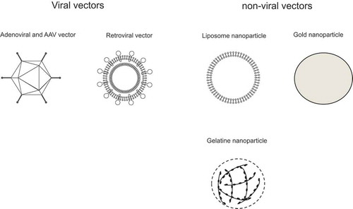 Figure 2. Viral and non-viral vectors for renal fibrosis in vivo.