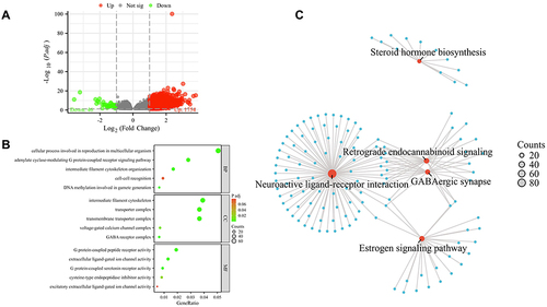 Figure 7 GO and KEGG analyses of DEGs between TCHH-high and TCHH-low expression in gastric cancer. (A) The volcano map of DEGs (red: upregulation; green: downregulation); (B) Enrichment analysis of Gene Ontology based on DEGs; (C) Enrichment analysis of KEGG pathway of DEGs.