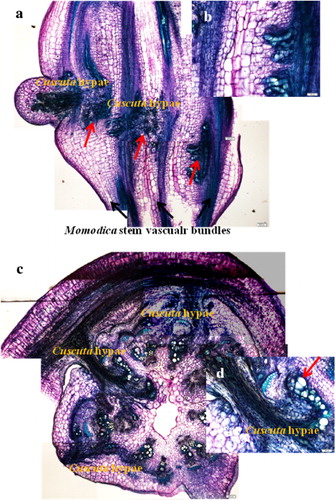 Figure 5. Longitudinal (a and b) and transverse (c and d) sections of Momordica stems with Cuscuta parasitization at stage 3. Several photos were merged into one picture; (b) Magnified view of figure a. Thickness 60 µm and stained with Toluidine blue. Scale bar: 200 µm in a and 100 µm in b. New vascular bundles in Momordica stem were fully developed at this stage. Red arrow indicates newly formed vascular tissue near Cuscuta hyphae. Parenchyma cells near Cuscuta twisted part were swollen; c and d, Transverse sections of Momordica stems with Cuscuta parasitization at stage 3. Several photos were merged into one picture. d, Magnified view of figure c. Thickness 60 µm and stained with Toluidine blue. Scale bar: 200 µm in c and 100 µm in d. Red arrow indicates newly formed vascular tissue where Cuscuta hyphae contact.