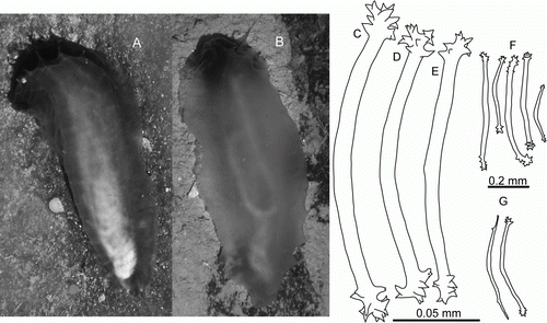 Figure 4.  Synallactidae gen. et sp. indet. (A,B) Underwater photographs: (A) St. JC048/40 Dive 173; (B) St. JC048/43 Dive 174. (C–E) St. JC048/43 Dive 174, ossicles of papillae, scale 0.05 mm; (F) St. JC048/43 Dive 174, tentacle ossicles, scale 0.2 mm; (G) St. JC048/43 Dive 174, gonad ossicles, scale 0.2 mm.