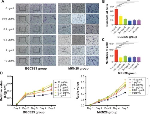 Figure 1 CNPs reduce migration and proliferation in gastric cancer cells in vitro.Notes: (A) After cells were cocultured with different concentrations of CNPs, migration was measured using Transwell assays. (B and C) The numbers of BGC823 and MKN28 cells in the different concentration groups were counted at five random locations and compared to the 0 µg/mL group. ***P<0.001, compared to the 0 µg/mL group. (D) The effect of different concentrations of CNPs on cell proliferation in vitro was measured using CCK-8 assays. Absorbance was read at 450 nm. *P<0.05, compared to the 0 µg/mL group. Each data point represents the mean ± standard deviation (n=3). An unpaired t-test was used to analyze the data.Abbreviation: CNPs, cerium oxide nanoparticles.