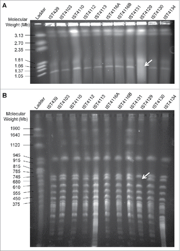 Figure 4. Visualization of genomic DNA from the 11 B. cenocepacia sequential isolates retrieved from CF patient J (A) undigested and (B) digested with SpeI. Genomic DNA was separated by pulsed-field gel electrophoresis. CHEF DNA Size Marker (Hansenula wingei) and Yeast Chromosome PFG Marker were used as ladder in (A) and (B), respectively. Arrows indicate the missing band in both gels.