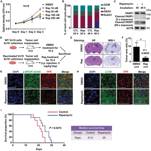 Figure 5. Inhibition of MTOR by rapamycin induced autophagy and reduced tumor size in vivo. (A) Cell proliferation assay of Vn19 cells after treatment with rapamycin. Data show mean ± SD from three independent experiments (n = 3). (B) Cell cycle profile analysis of Vn19 cells treated with DMSO or 10 nM rapamycin for 24 or 48 h. SubG1 fraction was significantly higher after treatment with rapamycin for 48 h. (C) Western blotting analysis of cleaved PARP1 in Vn19 cells after treatment with 10 nM of rapamycin for 48 h. (D) Schematic illustration for mice model study to examine the effect of rapamycin treatment on tumor cell proliferation in vivo. (E) Representative histologic and immunohistochemical sections of untreated and rapamycin-treated brain tumors. Tumor cells were detected by H&E and staining for MIB1. Mice treated with rapamycin showed a shrunken tumor mass limited in third ventricle; control group showed expanding grown tumor both lateral and third ventricles (scale bar: 1000 μm). (F) Mice treated with rapamycin showed a remarkable reduction of the size of tumor area compared with that in the control group. P values are based on Student’s t-test between two groups with ** indicating P < 0.01. (G) Immunostaining of mice brain with anti-TPR and anti-p-MTOR S2448 antibody. Inhibition of MTOR by rapamycin significantly reduced p-MTOR S2448 protein level (scale bar: 30 μm). (H) Immunostaining of mice brain with anti-TPR and anti LC3B antibody. Inhibition of MTOR by rapamycin induced autophagy and significantly increased the protein level expression of LC3B (scale bar: 30 μm). (I) Survival of mice treated with rapamycin (n = 10) and DMSO (control) (n = 10). Rapamycin treatment significantly prolonged survival of the ependymoma Vn19 mouse model. Log-rank test, P = 0.0274