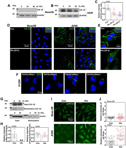 Figure 1. Membrane expression of CA12 was reduced by histamine treatment in lung cancer cells. Protein expression levels of CA12 after histamine (His) treatment (100 μM, 24 h and 48 h) in both (A) Beas-2B (left panels) and (B) A549 (right panels) cells. β-actin was used as a loading control. (C) The graph indicates relative intensity of CA12, normalised by β-actin. The bars represent means ± SEM (n = 4, *p < 0.05, ***p < 0.001). β-actin was used as a loading control. (D) Immunofluorescence staining of CA12 (green) and DAPI (blue) after His treatment (100 μM, 24 h) in Beas-2B and A549 cells. The scale bar represents 50 μm. (E) High magnification of immunofluorescence staining of CA12 (green) and DAPI (blue) after His treatment (100 μM, 24 h) in A549 cells. The scale bar represents 10 μm. (F) Immunofluorescence staining of CA12 (green) and DAPI (blue) after His treatment (100 μM, 24 h) in CA12-overexpressed H1299 cells. The scale bar represents 10 μm. (G) Surface expression of CA12 after His (100 μM, 24 h) treatment in A549. (H) The graph indicates relative intensity of CA12, normalised by input CA12 and β-actin. The bars represent means ± SEM (n = 3). β-actin was used as a loading control. (I) pHRodo staining (green) after His treatment (100 μM, 24 h) in Beas-2B and A549 cells. The scale bar represents 50 μm. (J) The graph indicates the relative intensity of pHRodo. The bars present means ± SEM (n = 18, ***p < 0.001).