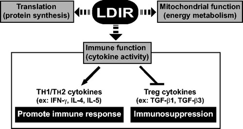 Figure 5. Model for LDIR-regulated cellular functions in CD4+ T-cells undergoing activation.