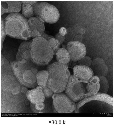 Figure 10. TEM image of liposomal OP dry powders.