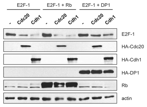 Figure 3 DP1, but not Rb, partially protects E2F-1 from APC/C-mediated degradation. (A) HeLa cells were transfected with HA-tagged E2F-1 (100 ng) in the presence of HA-tagged Cdc20 (1.5 µg), HA-tagged Cdh1 (1.5 µg), HA-tagged DP1 (100 ng) or pCMV-pRb (400 ng) as indicated. All transfections were balanced with empty vector (pcDNA3). 48 h after transfection, cells were harvested and extracts analyzed by immunoblotting.
