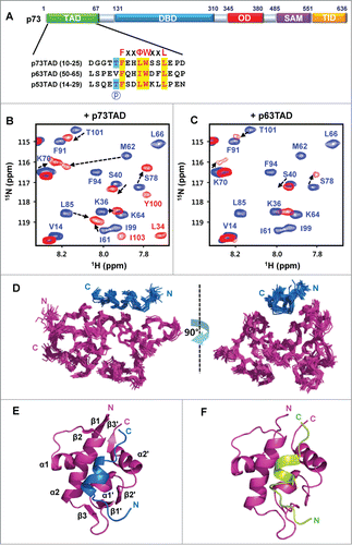 Figure 1. Structure determination of the MDM2/p73TAD peptide and the MDM2-p63TAD peptide complexes. (A) Sequence alignment of the MDM2 binding motifs in the p53 family TADs. “P” indicates the site for phosphorylation. (B and C) The binding of the p73TAD and p63TAD peptides to MDM2. Overlaid 2D 1H-15N HSQC spectra for 15N-labeled MDM2 in the absence (blue) or in the presence (red) of the p73TAD (B) and p63TAD peptides (C). (D) Overlay of the 20 lowest-energy structures of the complex between MDM2 (magenta) and the p73TAD (residues 10–25) peptide (blue). (E) Ribbon representation of the lowest-energy structure of the MDM2/p73TAD (residues 10–25) peptide complex. (F) A refined structural model for the complex between MDM2 (magenta) and the p63TAD (residues 51–65) peptide (green).