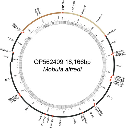 Figure 2. Map of the assembled Mobula alfredi mitochondrial genome (GenBank Accession: OP562409) consisting of 13 protein-coding genes (black), 22 transfer RNAs genes (red), two ribosomal RNA genes (light brown), and one non-coding control region (D-loop, dark brown). Genes encoded on the reverse strand and forward strand are illustrated inside the circle and outside the circle, respectively. The inner ring displays the GC content of the genome (every 5 bp), where the darker lines represent higher GC percent. This map was drawn using MitoAnnotator (Iwasaki et al. Citation2013).