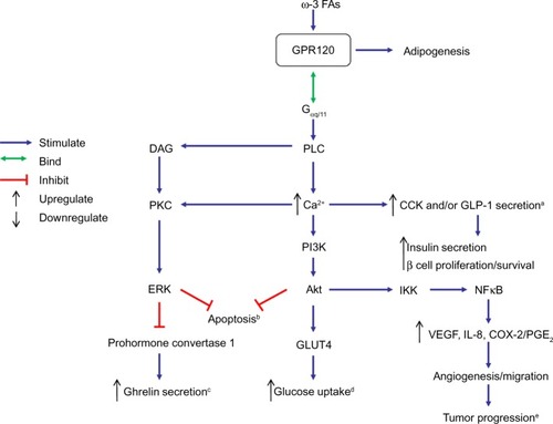 Figure 1 Schematic overview of the potential mechanism by which GPR120-Gαq/11 signaling may affect various physiological and pathological processes.