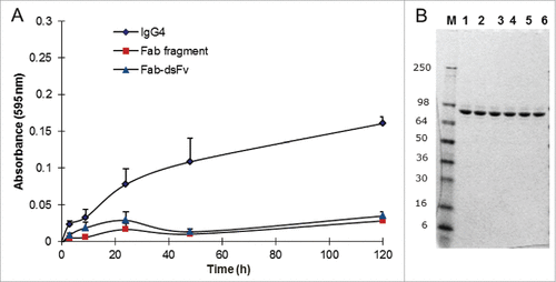 Figure 7. Fab-dsFv resistance to aggregation. Analysis of Fab-dsFv Fab (no hinge) fragment and IgG4 in a vortexing aggregation assay. (A) Purified protein at 1 mg/mL was vortexed at 1400 rpm for over 120 h in PBS (pH 7.4) at 25°C. Samples were taken at 0, 1.5, 3, 24, 48 and 120 h and the absorbance at 595 nm was measured and plotted against time: Fab-dsFv (Display full size) Fab (no hinge) fragment (Display full size) and IgG4 (Display full size). (B) non-reducing SDS-PAGE of untreated and vortex-treated Fab-dsFv samples (∼2 µg per lane) taken at various time points where 1) untreated protein control (stored at 4°C in PBS, pH 7.4) 2) protein incubated at 48 h statically at 25°C and post-vortexing samples taken at 3) 3 h, 4) 9 h, 5) 24 h and 6) 48 h. Novex Mark12 wide-range protein standards were used as markers (M). Standard deviation was calculated at each point and plotted as error bars.
