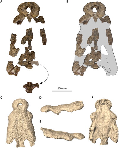 Figure 14. Paludirex vincenti. A, ‘Geoff Vincent’s specimen’ (CMC2019-010 + QMF59017), holotype, partial skull, all skull pieces in dorsal view; arrow indicates basicranium (QMF59017) ventral to the cranial table (CMC2019-010-5). B, Skull of ‘Geoff Vincent’s specimen’ in dorsal view; dashed lines indicate hypothetical outline of the skull. QMF1752, digital model of the partial skull in C, dorsal, D, left lateral, E, right lateral, and F, ventral views. A and B are modified from Ristevski et al. (Citation2020a).