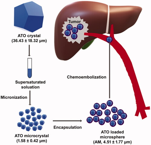 Figure 1. Schematic diagram of chemoembolizing arsenic trioxide (ATO) microcrystal-loaded microsphere. ATO crystal (36.43 ± 18.32 μm; data: mean ± SD) was micronized to ATO microcrystal (1.58 ± 0.42 μm), which was encapsulated with PLGA to generate ATO-microcrystal loaded microsphere (AM) (4.51 ± 1.77 μm). Chemoembolizing AM on HCC mice model significantly inhibited tumor growth.