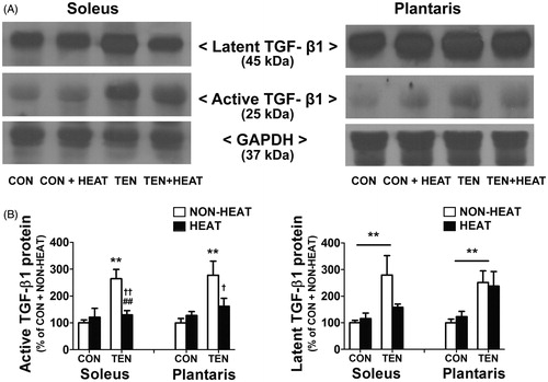 Figure 9. Effects of heat stress and tenotomy on TGF-β1 protein expression in soleus and plantaris muscles. (A) Representative active (25 kDa) and latent (45 kDa) TGF-β1 protein expressions using western blotting. (B) Quantified data of active TGF-β1 and latent TGF-β1. TGF-β1 band density was normalised with GAPDH (n = 6–8 rats/group). **p < 0.01 vs. respective CON within each muscle; ##p < 0.01 vs. respective NON-HEAT within each muscle; and ††p < 0.01 and †p < 0.05 for TEN × HEAT interaction within each muscle.
