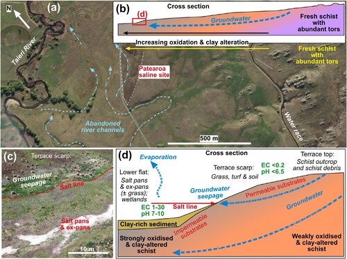 Figure 2. Hydrogeological setting for the Patearoa salt site. A, Topographic setting of the site at the edge of the active Taieri River flood plain, where the river has cut into schist basement, forming a scarp between lower and upper parts of the saline site. B, Sketch cross section through the schist basement showing generalised groundwater alteration profile. C, Oblique drone view of Patearoa salt pans and adjacent terrace scarp, from the lower part of which groundwater seeps enhance grass growth, and contribute to evaporative salts below the salt line. A salt line occurs below this seepage zone where less permeable substrates occur, as seen on salt pans. D, Sketch cross section through the terrace scarp, showing the contrasts in schist basement clay alteration and associated clay-rich sediments, and their effects on the hydrogeology and formation of the salt line. EC values in mS cm−1.