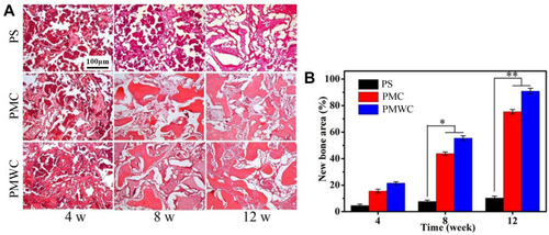 Figure 9 (A) Histological evaluation (H&E staining) of new bone formation and materials degradation after PS, PMC, and PMWC implanted in vivo for 4, 8, and 12 weeks. (B) Quantitative analysis of the new bone area by histological sections after PS, PMC, and PMWC implanted in vivo for 4, 8 and 12 weeks. *p<0.05 and **p<0.01 relative to Ps.Abbreviations: PS, polybutylene succinate; PMC, polybutylene succinate-magnesium phosphate composite scaffolds; PMWC, polybutylene succinate-magnesium phosphate-wheat protein composite scaffolds.