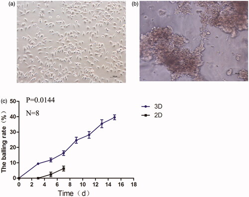 Figure 4. Morphological changes of HepG2 cells in defferent culture model: 2D (a), 3D (b) imaged by invert microscope. The balling rate (%) of two cell culture methods (c).