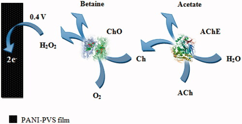 Figure 1. Reaction scheme for the ACh determination.