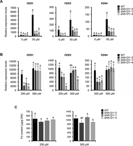 Figure 2. bHLH121 is an activator of the Arabidopsis thaliana FER1, FER3 and FER4 expression.