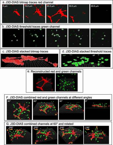 Figure 2. 3D reconstructions using J3D-DIAS4.2 computer program. (a) Bitmap segmentation of HUVECs. (b) Threshold segmentation of GFP-231 cells. (c) Stacked bitmap series of HUVEC networks. (d) Stacked threshold series of cells. (e) J3D-DIAS reconstructed red (HUVEC) and green (MB-231) channels. (f) Combined red (HUVEC) and green (MB-231) J3D-DIAS reconstructions viewed at different angles. (g) Rotation of combined red and green channels reconstructed at a 60° angle. The asterisk in f and g is a reference point for rotation in panel G