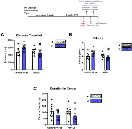 Figure 2. CVS increases locomotion in the open field test and PV IN inhibition mitigates the effect.