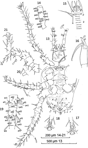 Figures. 13–21  Ayersacarus woodi sp. n. Male. 13, ventral view; 14, tibia I lateral view of alveoli positions; 15, subcapitulum, ventral view; 16, chelicerae and spermatodactyl; 17, distal tarsus IV spines and pre-tarsus paradactyls; 18, pre-tarsus and distal tarsal III spines, ventral view; 19, genua [2,2/1,2/1,1], tibia [1,2/1,2/1,2] and basi-tarsus leg III, ventral view; 20, inset of leg apophyses and companion setae; 21, pre-tarsus and distal tarsus of leg II, ventral view.