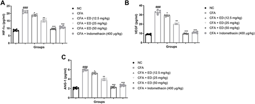 Figure 10 Effect of Edaravone on the angiogenesis parameters of CFA-induced arthritis rats. (A): HIF-1α; (B): VEGF and (C): ANG-1. The data are expressed as the mean ± standard error means (SEM) (n, 10). Dunnett’s test was used for comparisons the data. Where *P<0.05; **P<0.01 and ***P<0.001 was considered as significant; more significant and extreme significant vs CFA control. ###P<0.001 consider as significant and compared with the normal control.