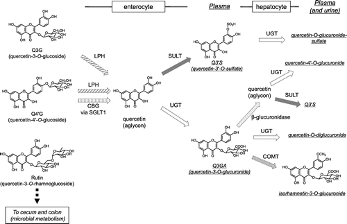 Figure 1. Putative metabolism of major quercetin glycosides in the small intestine and the liver in humans. CBG, cytosolic β-glucosidase; COMT, catechol-O-methyltransferase; LPH, lactase-phlorizin hydrolase; SGLT1, sodium glucose co-transporter 1; SULT, sulfotransferase; UGT, uridine-5ʹ-diphosphate glucuronosyltransferase.