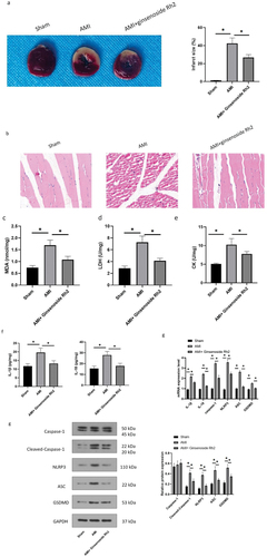 Figure 1. Treatment with ginsenoside Rh2 alleviates AMI in rats.