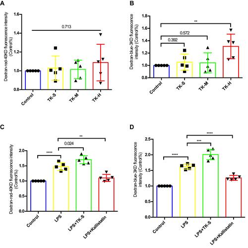 Figure 3 Effect of tissue kallikrein (TK) on blood–brain barrier (BBB) permeability in vitro. BMVECs were grown with primary mouse astrocytes in transwell chambers and treated with PBS, standard dose of TK (TK-S), medium dose of TK (TK-M), and high dose of TK (TK-H), LPS, LPS+ TK-S, and LPS+kallistatin. Then (A and C) red (40 kDa) or (B and D) blue (3 kDa) FITC-dextran was added to the chamber, and permeability was evaluated after 24 h by measuring the intensity of dextran fluorescence. **P<0.010; ***P<0.001; ****P<0.0001.