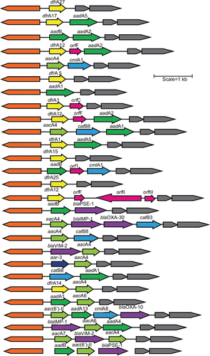 Figure 1 Twenty-seven distinct class 1 integron resistance gene arrangements.