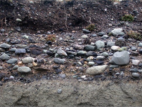 Figure 7. Detail of fossiliferous gravel of Figure 6 showing the transition to present soil.