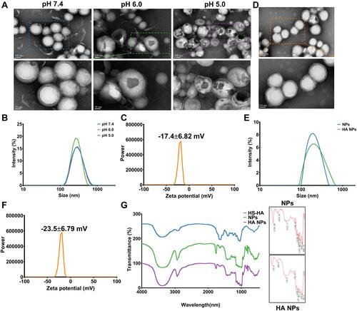 Figure 2 Synthesis and characterization of “nano-bomb effect” nanoparticles and hyaluronic acid (HA) modified with nanoparticles. (A) TEM images of the nanoparticles under different pH conditions for 3 h at 37°C (n=5). The nanoparticles maintain a spherical morphology and core-shell structure at pH 7.4, and were broken open under lower pH (pH 6.0 and pH 5.0), indicated the pH-activated behavior. (B) Size distribution of nanoparticles at different pH conditions were measured by dynamic light scattering (DLS) (n=5). (C) The zeta potential of nanoparticles was −17.4±6.82 mV, which was measured by dynamic light scattering (DLS) (n=5). (D) TEM images of L-Arg-CO2@NPs modified with HA. (E and F) Size distribution and zeta potential of L-Arg-CO2@NPs (NPs) and HA-L-Arg-CO2@NPs (HA NPs) were determined by dynamic light scattering (DLS). (G) FT-IR spectra of HA-L-Arg-CO2@NPs (HA NPs) showing the changes of infrared spectra of the Michael addition reaction between maleimide and sulfhydryl.