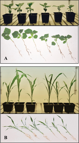 Figure 5. Effect of bacterial inoculum on the growth of cucumber plants and sorghum seedlings. 5A: cucumber plants (top) and after washing off the soil(bottom). 5B: sorghum plants (top) and after washing off the soil(bottom). Three plants on the left are the treated plants and the three plants on the right are the control plants in each figure.