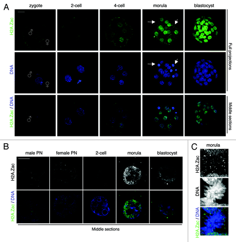 Figure 2. H2A.Z is acetylated during pre-implantation development. (A) Embryos were fixed at the indicated stages and processed for immunostaining with an antibody specific for acetylated H2A.Z (green). DNA is shown in blue. Images were acquired using confocal microscopy. Top and middle panels show full projections of Z-sections taken every 1 µm of representative embryos stained with the H2A.Zac antibody and DAPI, respectively. The bottom panel shows the merge of corresponding middle sections in the blue (DNA) and green (H2A.Zac) channels. Changes of fluorescence between cleavage stages are comparable as all embryos shown were processed in parallel and using identical acquisition settings. Scale bar = 20 µm. (B) Levels of acetylation of H2A.Z change during the course of pre-implantation development. H2A.Z acetylation is very low in both pronuclei in the zygote and becomes undetectable at the early 2-cell stage. H2A.Zac is present in euchromatic regions of morula and blastocyst stage nuclei. Full projections of nuclei stained with the H2A.Zac antibody (top) and a middle, merge section (bottom) are shown. Scale bar = 10 µm. (C) H2A.Z acetylation is not detected on mitotic chromosomes. Shown is a full projection of a morula stage blastomere stained with the H2A.Zac antibody. DNA is shown in blue.
