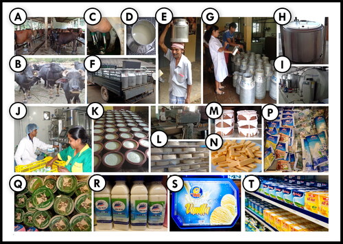 Figure 4. Dairy value chain focusing on secondary processing of commonly market available dairy products in Sri Lanka. (A) Cattle farm, (B) buffalo farm, (C) milking, (D) milk collecting bucket, (F) small-scale farmers submitting their milk to collecting centres, (G) transport of milk, (H) performing platform test for judging milk quality, (I) milk chilling, (J) storage, (K) processing, (L) fermenting of buffalo milk in clay pots, (M) cheesemaking, (N) Meekiri/fermented buffalo milk final product, (O) cheese, (P) liquid milk, (Q) set-yoghurt, (R) drinking yoghurt, (S) ice-cream, and (T) milk powder.