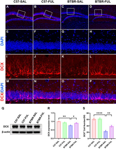 Figure 6 Fullerenols treatment increased the DCX+ cells in the DG and DCX protein levels in the hippocampus of BTBR mice. (A-D) Representative images of DCX-positive cells in the DG of four groups of mice. (E-P) Immunolabeled DCX (red), DAPI (blue), and DCX+/DAPI+ images at high magnification. (Q) Representative Western blotting of DCX in mouse hippocampus in each group. (R) Quantification of DCX protein level in the hippocampus. (S) Quantification of the number of DCX+ cells in the DG. The number of DCX+ cells in the DG and protein expression in the hippocampus of BTBR mice were significantly lower than those in C57 mice, which were rescued by fullerenols intervention. Data are presented as mean ± SEM. N = 3–5. The scale bar = 20 μm is shown in Figure D and applied to A-D. The scale bar = 10 μm is shown in Figure P and applied to E-P. *P < 0.05, **P < 0.01, ****P < 0.0001.