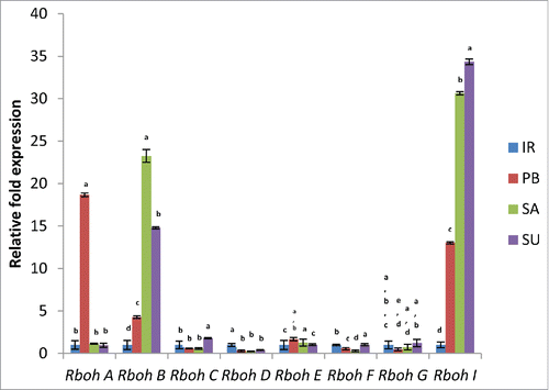 Figure 1. Real-time PCR analysis of Rboh genes in 2 salt sensitive (IR64 and Pusa Basmati-1 ) and 2 salt tolerant (Luna Sankhi and Luna Suvarna) cultivars of rice. (IR: IR64, PB: Pusa Basmati-1, SA: Luna Sankhi, SU: Luna Suvarna). Bars represent mean ± SE (n = 3). Different letters (a, b, c, d, e) within cultivars are significantly different (Fisher LSD, p ≤ 0.05).