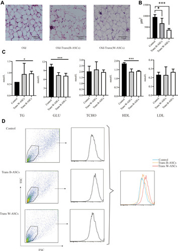 Figure 2 Effect of B-ASC and W-ASC transplantation on lipid metabolism. (A) Hematoxylin and eosin staining of paraffin-embedded abdominal adipose tissue. (B) The size of fat droplets in abdominal adipose tissue. (C) Blood lipid levels. (D) Mitochondrial activity in abdominal adipocytes. Data are from four independent experiments (n = 5) and reported as means ± standard deviation. Statistical analysis was conducted with GraphPad Prism 9 software. *P < 0.05; ***P < 0.001.