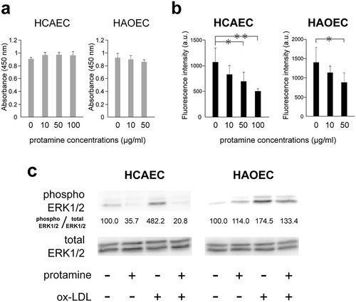 Figure 5. Protamine inhibits the uptake of ox-LDL to endothelial cells.(a) Effect of protamine on the cell viability of HCAECs and HAOECs. HCAECs and HAOECs were treated with protamine at the indicated concentration for 24h. A cell counting kit was used and values are expressed as absorbance at 450 nm. Error bars represent the SD for eight samples. (b) Protamine inhibits the uptake of ox-LDL in HCAECs and HAOECs. DiI-ox-LDL uptake in HCAECs or HAOECs was measured in the presence of various concentrations of protamine. Values are expressed as fluorescence intensity in arbitrary units. Error bars represent the SD for six samples. **P < 0.01, *P < 0.05. (c) Inhibitory effect of protamine on the activation of ERK1/2 induced by ox-LDL in HCAECs or HAOECs. Endothelial cells were preincubated with protamine and were treated with or without ox-LDL for 10 min. The expression of protein levels of phosphor ERK1/2 and total ERK1/2 was quantitated using Image J software. The ratio (phosphor ERK1/2/total ERK1/2) is shown.