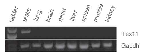 Figure 3 The expression profile of Tex11 in pig tissues. The porcine Tex11 is specifically expressed in the adult pig testis. It is not detected in somatic tissues examined in this study. The size of the PCR product for porcine Tex11 and Gapdh is 1,028 bp and 983 bp, respectively.